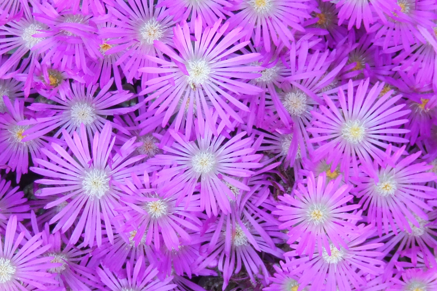 Purple Iceplant